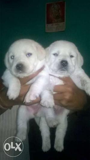 Labrador white colour puppies available all