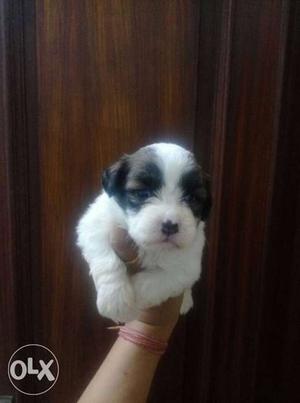 Lhasa apso white male available