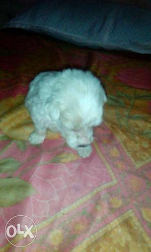 Lhasa spitz male puppies for sale