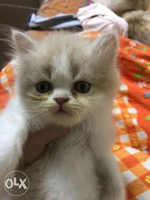 Light brown Persian male 1 month old.