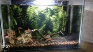 Live plant tank complete n important fish u love it