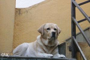 Looking female Labrador for meting urgent