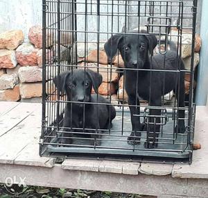 Loot price labrador pure breed 1 for  for