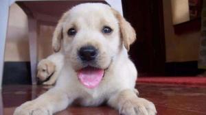 Magnificent quality Labrador puppy is available~kolkata
