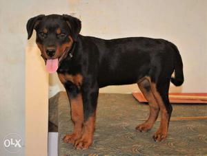 Mahogany Rottweiler Dog 7 months