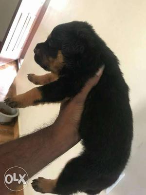 Mahogany Rottweiler Puppy