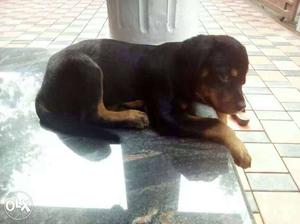 Mahogany black & tan Rottweiler puppy, 3 months