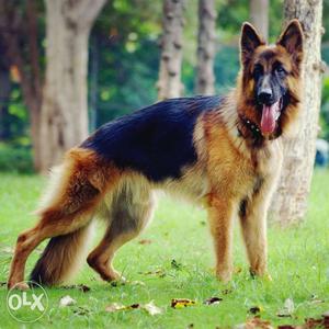 (Male) German shepherd Need a female for mating