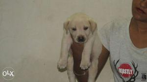 Male Labrador Puppy available within your budget