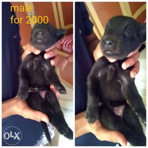 Male pup. of female labrador and desi, sp mix