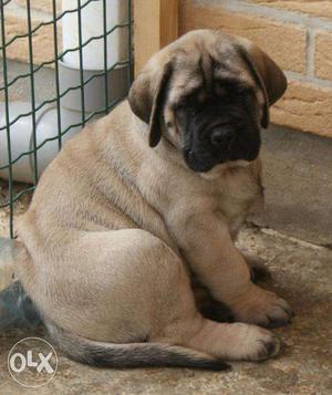 Mastiff show quality import blood line puppy available