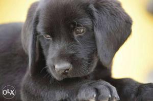 One month 20 days old lab pub for sale... black