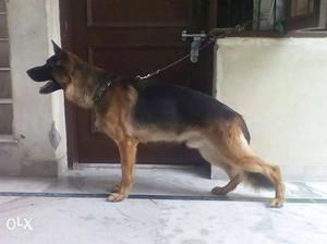 One year old Gsd male champion bloodline for sale (KCI