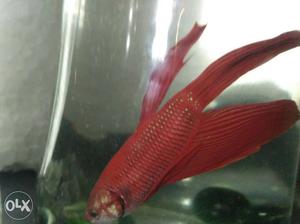 Only 40. selling my betta fish for space problem. Red long
