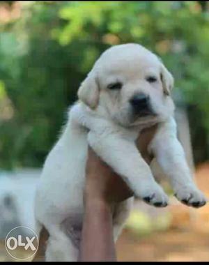 Only pure and show quality puppies female 14k