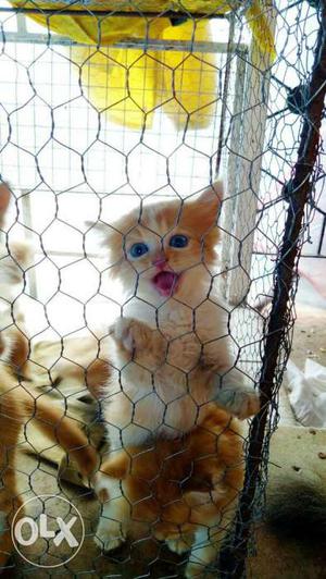 Orange And White Short Fur Kitten