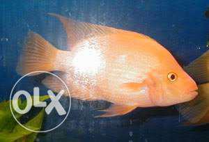 Orange reddevil 6inchs Fish for sell