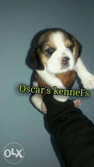 Oscar's kennel here Beagle puppy full healthy so