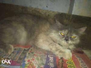 Persian cat 1 year old female (pregnent)