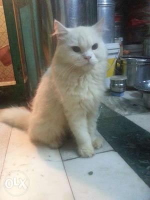 Persian cat full white dollface full Fury hair