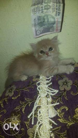 Persian kitten female 50 days old potty trained