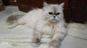 Persian punch face female cat