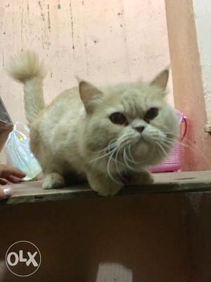 Persian semi punch male(golden) available for