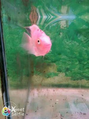 Pink Fish In Ullal