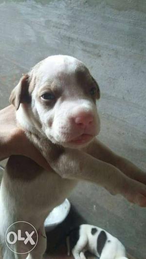 Pit bull puppy 20 days old