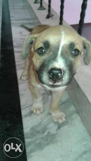 Pit bull puppy male 45 days old very healthy active co