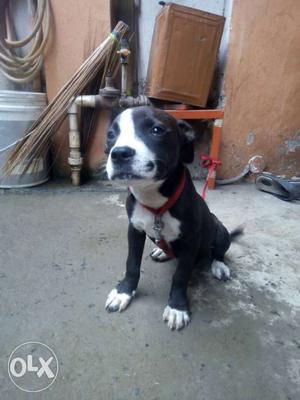 Pitbull Female Fully Vacillation, want to sell