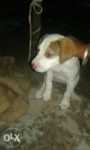 Pitbull female dog 2 month argent sa o my nomber