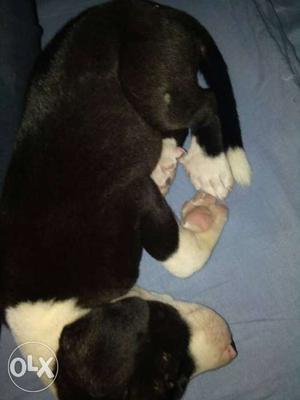 Pittbull male pup RS