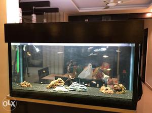Planted aquarium 5ft(L) 1ft(W) 3.5ft(H) including