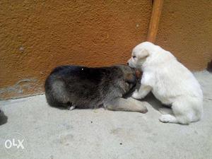Pomeranian Black And White Short Coat Puppies