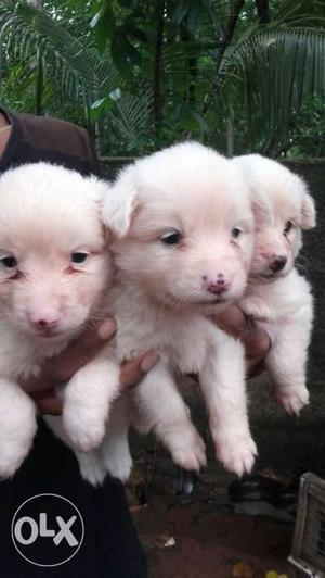 Pomeranian puppies good quality