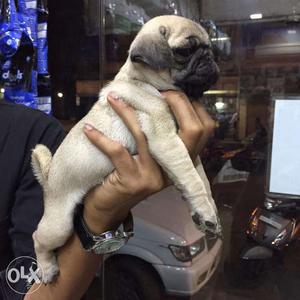 Pug Puppies Available With Affordable Cost In Mumbai