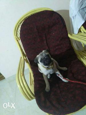 Pug female 3months old with vaccined