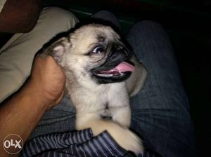 Pug female avaialbe at best price very active