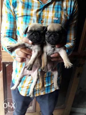 Pug females pupies fawn colour