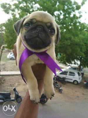 Pug gorgeous puppies available all over India