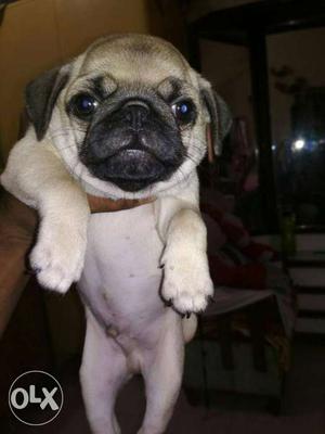 Pug male female puppies available pure breed sure
