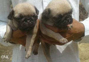 Pug male female  puppy for sale