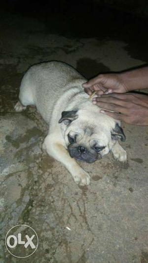 Pug male kci certified 10 month old good health