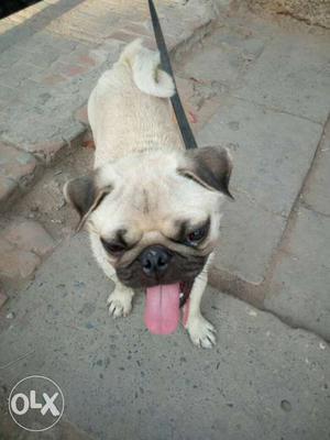 Pug male only for sell