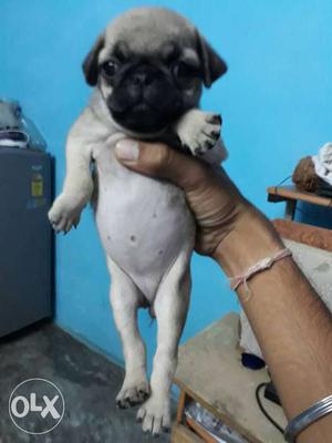 Pug pupps for sell at lowest price contact me for