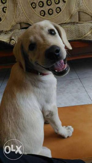 Pure Labrador dog female cute lab