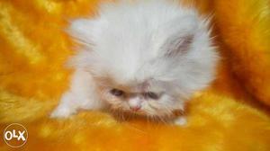 Pure Long Fur Persian cat kitten lovely colors sale or