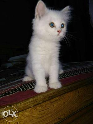 Pure Persian pure white Kitten blue eyes healthy