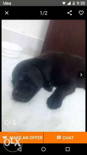 Pure black puppy.very active and energetic with